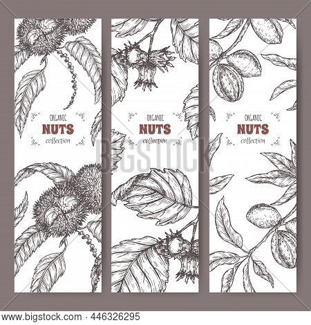 Set Of Three Labels With Sweet Chestnut, Common Hazel And Almond Branch And Nuts Sketch. Culinary Nu