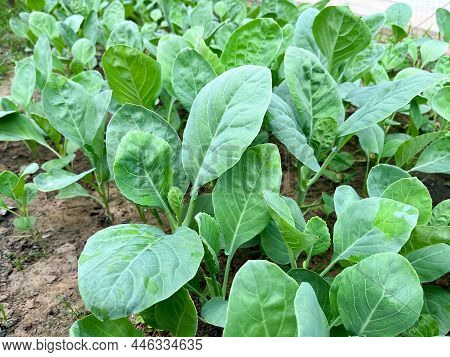 Growing Chinese Kale Vegetable Or Chinese Broccoli Plants (brassica Oleracea Var. Alboglabra). They