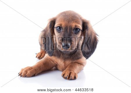 cucciolo