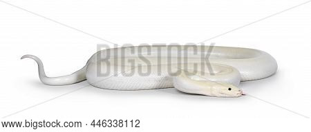 Ivory Young Adult  Python Bivittatus Or Burmese Snake. Body Curled Up And Head Moving Side Ways. Ton