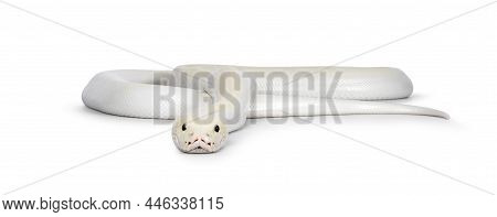 Ivory Young Adult  Python Bivittatus Or Burmese Snake. Body Curled Up And Head Moving Towards Camera