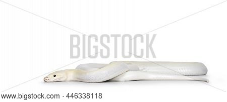 Ivory Young Adult  Python Bivittatus Or Burmese Snake. Body Curled Up And Head Moving Side Ways.