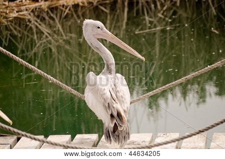Pelican