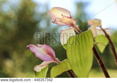 Beautiful Tradescantia Fluminensis Plant In The Garden In Spain