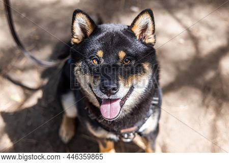 A Black And Tan Shiba Inu Dog Is Seen From Above With Piercing Brown Eyes. Sitting Outside On A Leas