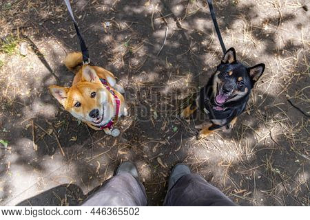 High Angle Shot Of Two Young Shiba Inu Dogs Wearing Leash On The Park. Black And Tan And Red Coated 