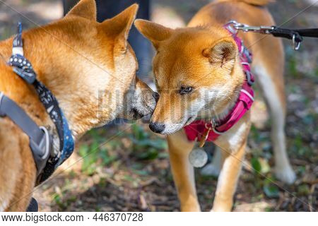 Closeup View Of Two Red Shiba Inu Dogs Socializing And Interacting On The Park. Snouts Sniffing As T