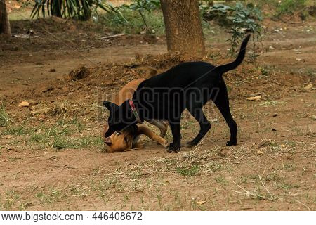 Two Dogs Biting Each Other Until The Dust Clouded.