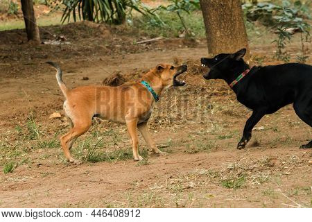 Two Dogs Biting Each Other Until The Dust Clouded.