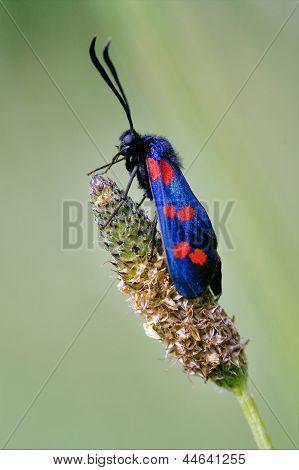 Side Of Wild Fly  Zygaenidae  In The Flower