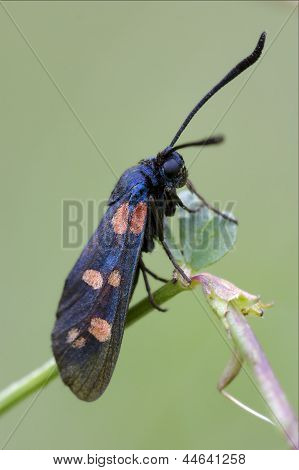 Wild  Zygaenidae On A Brown Branch In The Bush