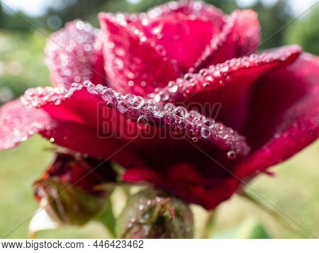 Close-up Of Rose 'grafin Von Hardenberg' With Beautiful, Elegant Velvety Red And Burgundy Blooms Cov