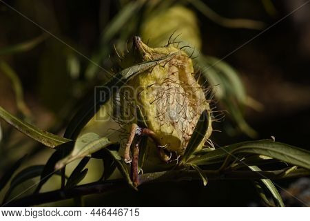Swan Plant Fruits And Seeds. Apocynaceae Perennial Plants Native To South Africa. Fruits With Soft S