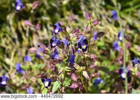 Wishbone Flowers - Latin Name - Torenia Fournieri