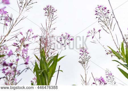 Blooming Chamerion Angustifolium Or Rosebay Willowherb, Or Great Willowherb. Fireweed Leaves Can Be 
