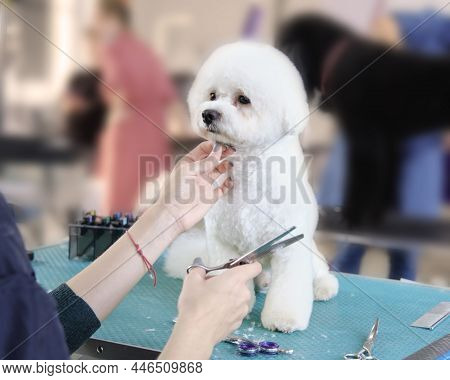 Bichon Frise Sits On A Grooming Table During A Haircut.