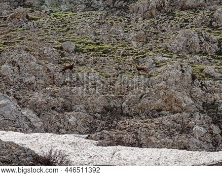 North Caucasus, Mount Oshten. Caucasian Chamois (rupicapra Rupicapra Caucasica) On The Mountainside.