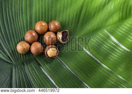 Macadamia Integrifolia - Organic Macadamia Nuts On The Green Leaf