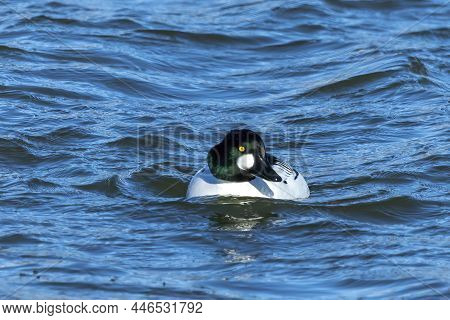 The Common Goldeneye (bucephala Clangula), Drake On The River.