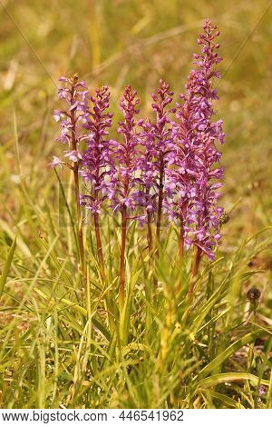 Closeup On The Colorful Purple Fragrant Chalk Orchid , Gymnadenia Conopsea In Viroin , Belgium