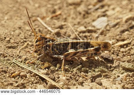 Closeup On An Adult Stage Handsome Cross Grasshopper, Oedaleus Decorus Sitting On A Rocky Bottom In 