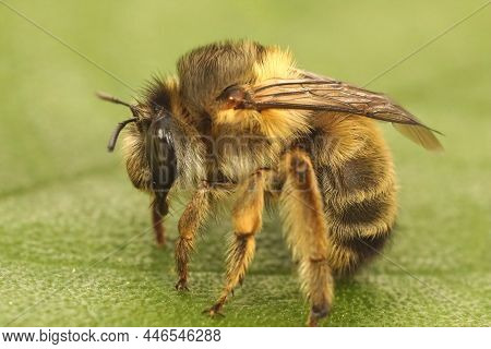 Closeup Of A French Digger Bee, Anthophora Biciliata In Gard, France