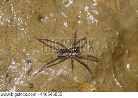 Closeup Of A White Dotted Wolf Spider, Pirata Species , At A Riverside In Souther France.