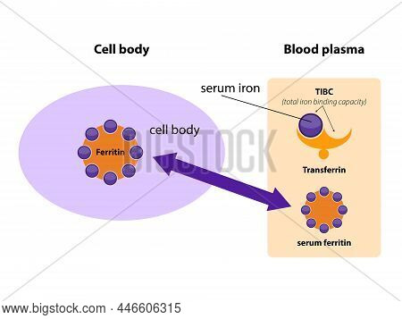 Ferritin Is The Main Iron Storage Protein In Humans. Serum Ferritin Correlates With Amount Of Iron P