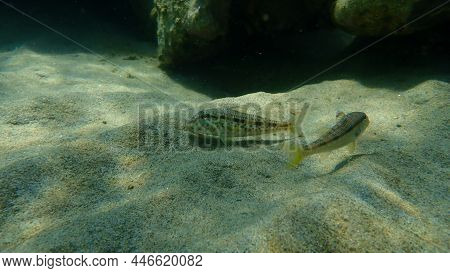 Striped Red Mullet Or Surmullet (mullus Surmuletus) Undersea, Aegean Sea, Greece, Halkidiki