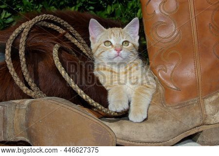 Orange Kitten Resting On Brown Hair Cowhide With Brown Leather Cowboy Boots And Rawhide Lariat