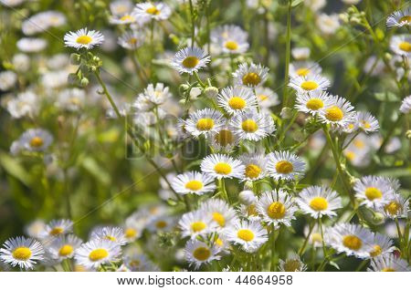 เตียงของ Daisies ขาว