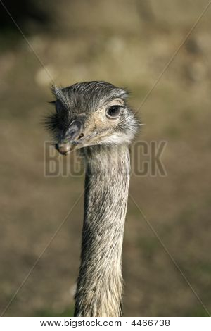 Ostrich