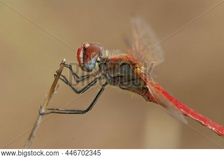 Closeup On A Colorful Male Red-veined Hawker Dragonfly, Sympetrum Fonscolombii, Hanging On A Twig In