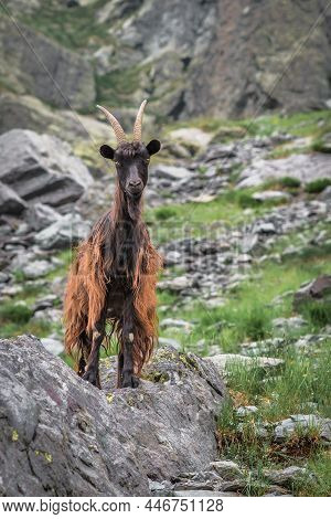 Mountain Goat On The Bergamasque Alps Lombardy Italy