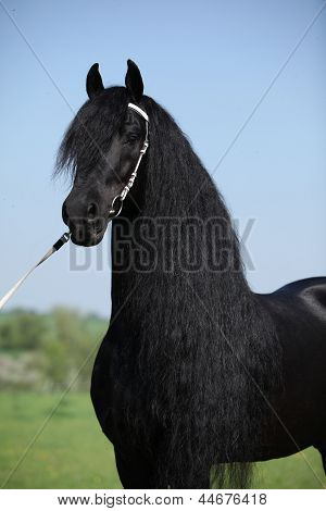 Semental Friesian magnífico con melena larga