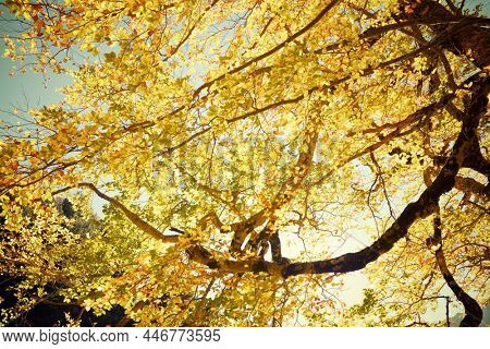 Forest in Anso Valley, Huesca Province in Aragon in Spain.