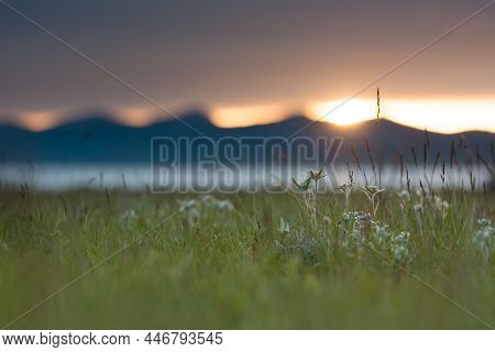 Edelweiss Flowers On Son-kul Lake Kyrgyzstan Selective Focus