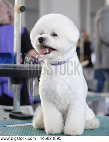 Shy Bichon Frise Sits On A Grooming Table After A Haircut By Breed.