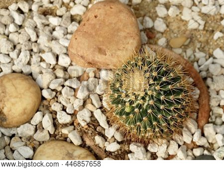 Parodia Aureispina Cactus Plant In Tropical Garden. A Succulent Plants With Sharp Thorns For Garden 