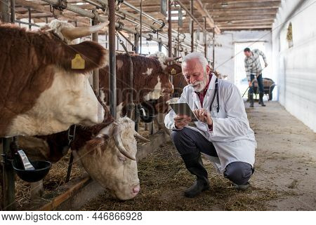 Mature Man Veterinarian In White Coat Squatting Beside Simmental Cattle And Holding Tablet In Stable