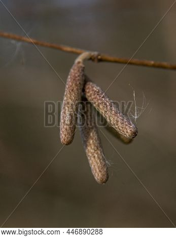 European Black Alder (alnus Glutinosa) Also Known As Common , Black Or Europen Alder. Hanging Male I
