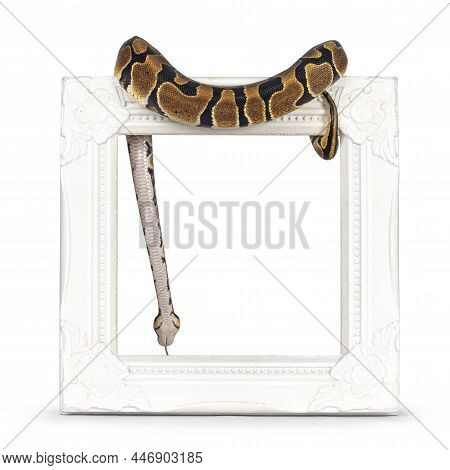 Baby Ballpython Or Python Regius Snake, Isolated On A White Background. Amazing Almost Golden Colors
