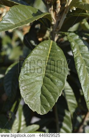 Japanese Medlar Leaves - Latin Name - Eriobotrya Japonica