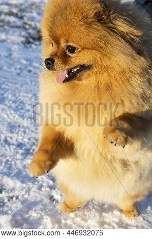 Cute Pomeranian Dog Portrait. Pomeranian Spitz Close-up. A Spitz Dog With An Open Mouth. Dog Face, A