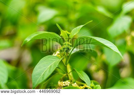 Gurmar Medicinal Plant With Flowers For Diabetes In The Garden
