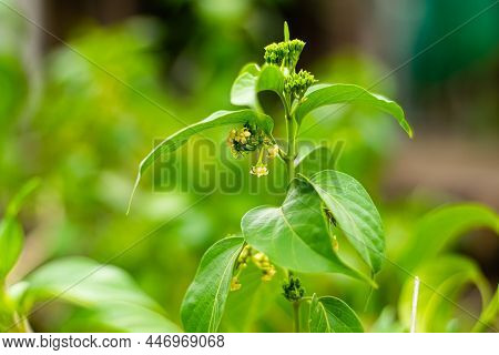 Gurmar Medicinal Plant With Flowers For Diabetes In The Garden
