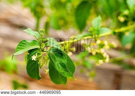 Gurmar Medicinal Plant With Flowers For Diabetes In The Garden