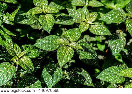 Polka Dot Plant Hypoestes Phyllostachya - Green Plant With Spots On Leaves. Ornamental Garden Plants