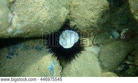 Seashell Of Bivalve Mollusc European Flat Oyster Or Common Oyster (ostrea Edulis) Undersea, Aegean S