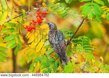 A Rowan Thrush Sits On A Rowan Branch In Late Autumn. The Bird Is Preparing For Wintering. Soft Focu